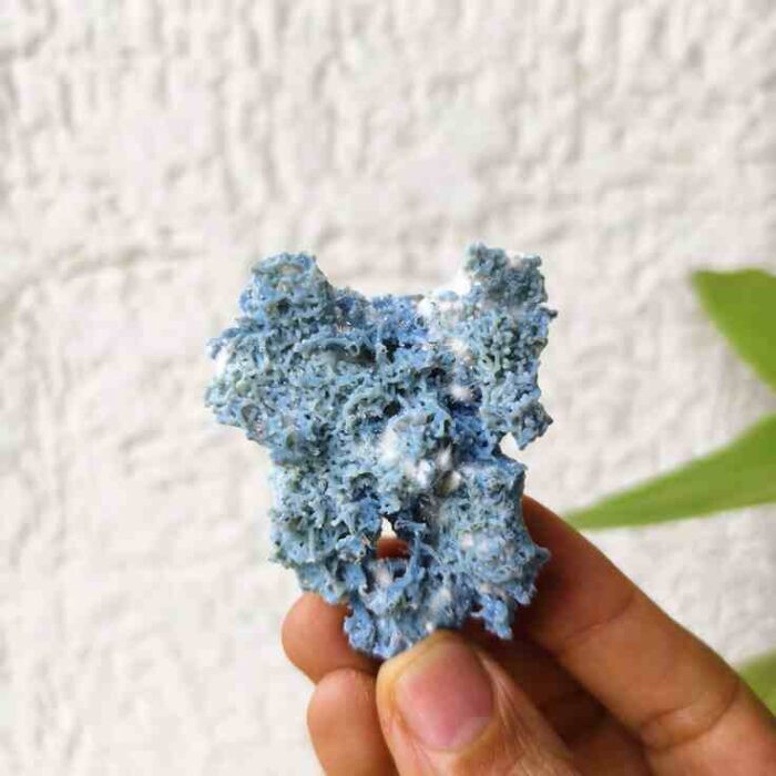 Blue Coral